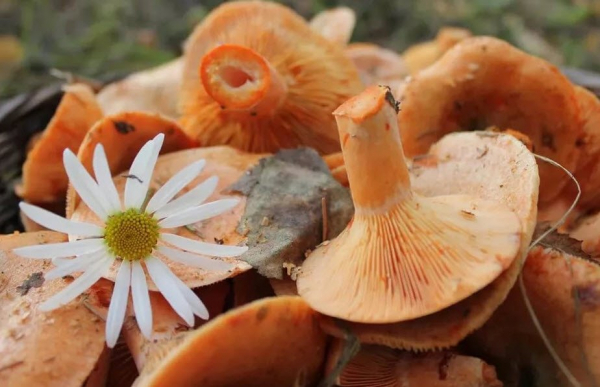 Самые полезные грибы – список, названия, описание, фото и видео
